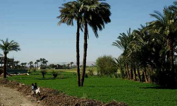 deux enfants allant aux champs photo des champs en Egypte