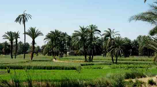 photo actuelle du paysage égyptiens photo des champs en Egypte