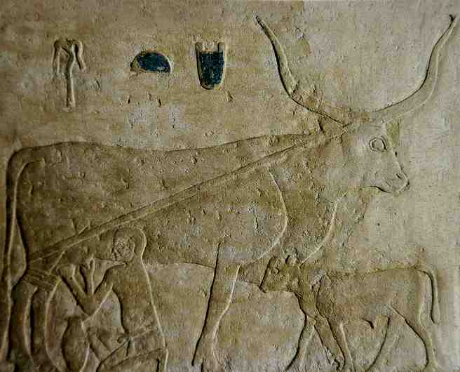 Traite des vaches par les anciens égyptiens Bas relief de l'Egypte antique